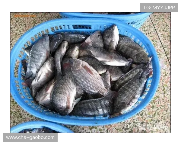 博鱼综合平台多角度解析助你轻松掌握最新娱乐资讯